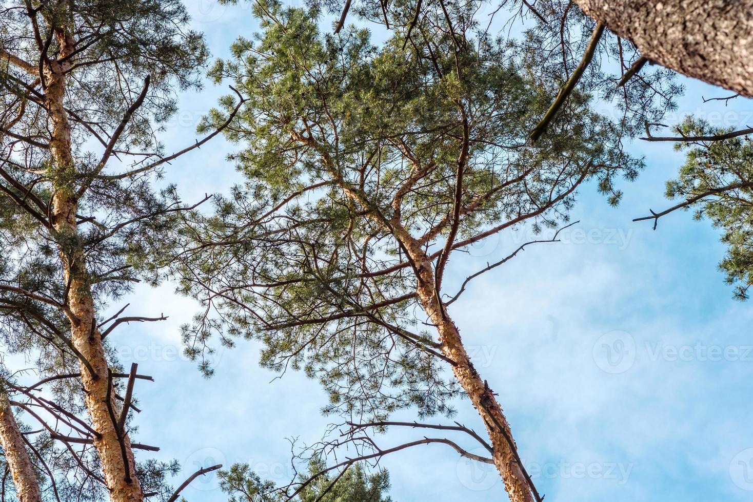 bellissima foresta con alti pini fuori città in una calda giornata estiva foto