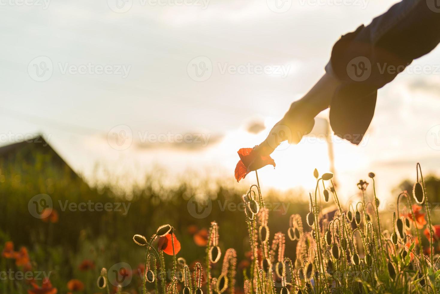 bellissimi papaveri rossi sfocati su un bellissimo campo verde estivo foto