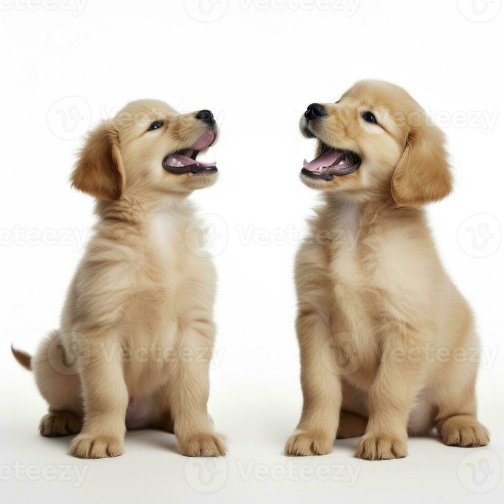 amorevole cani nel isolato bianca sfondo foto