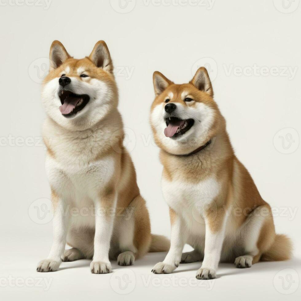 amorevole cani nel isolato bianca sfondo foto