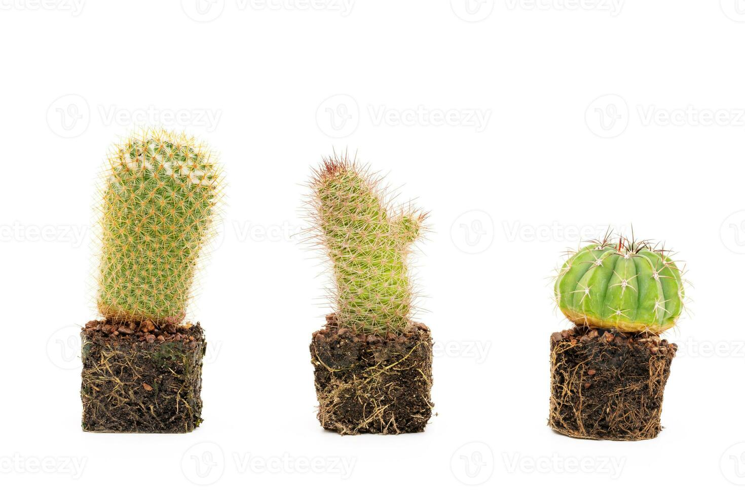 spinoso verde pianta cactus su bianca sfondo foto