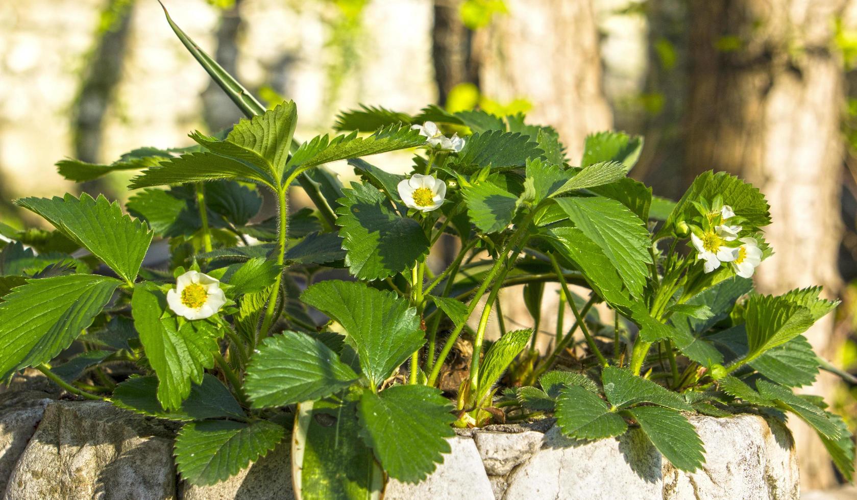 fragole in fiore su uno sfondo di aghi di pino. foto