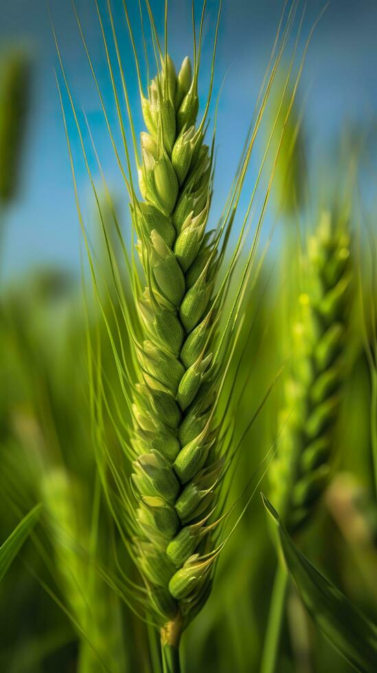 verde orzo spuntone avvicinamento, verde Grano, pieno grano, vicino su di un orecchio di acerbo Grano, ai generativo foto