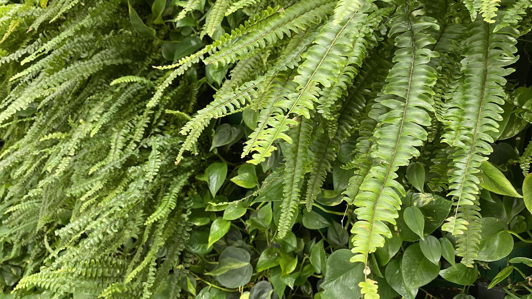 sfondo verde naturale con foglie di felce foto