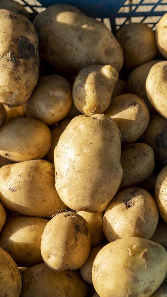 sottofondo naturale con patate fresche foto