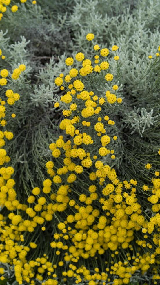 fiori decorativi di tanaceto giallo su un'aiuola foto