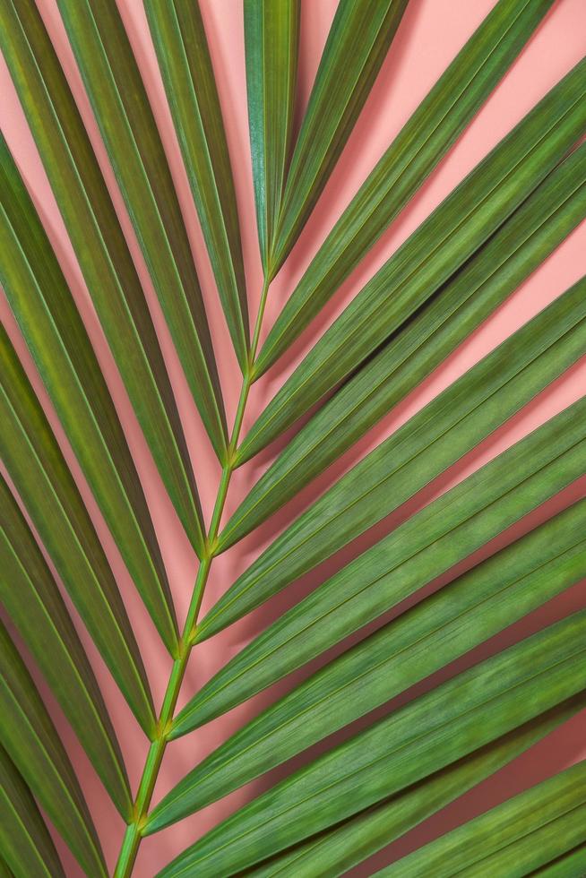 foglia di palma giaceva su sfondo rosa pink foto