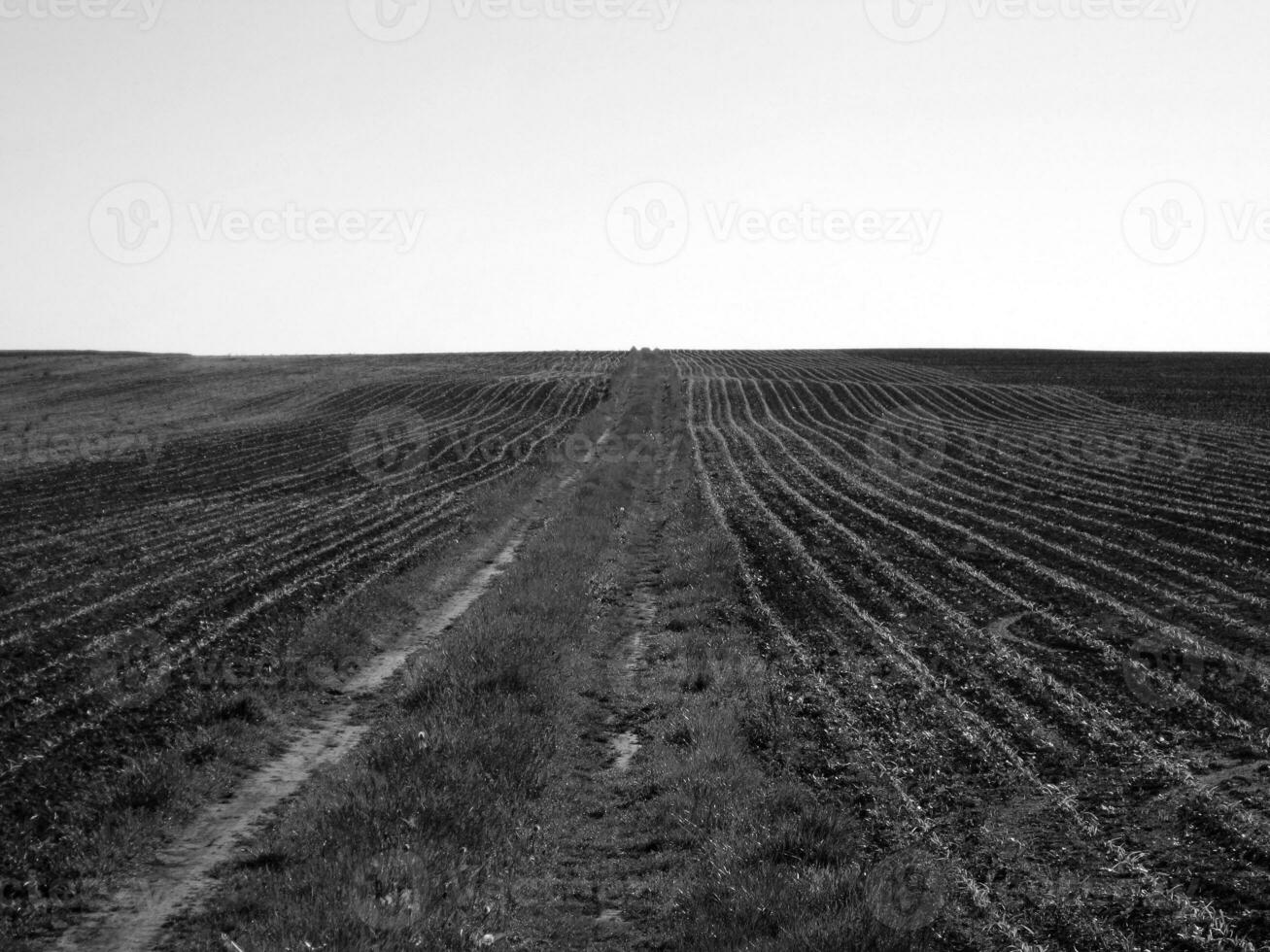 campo arato per la patata in terra marrone sulla natura aperta della campagna foto