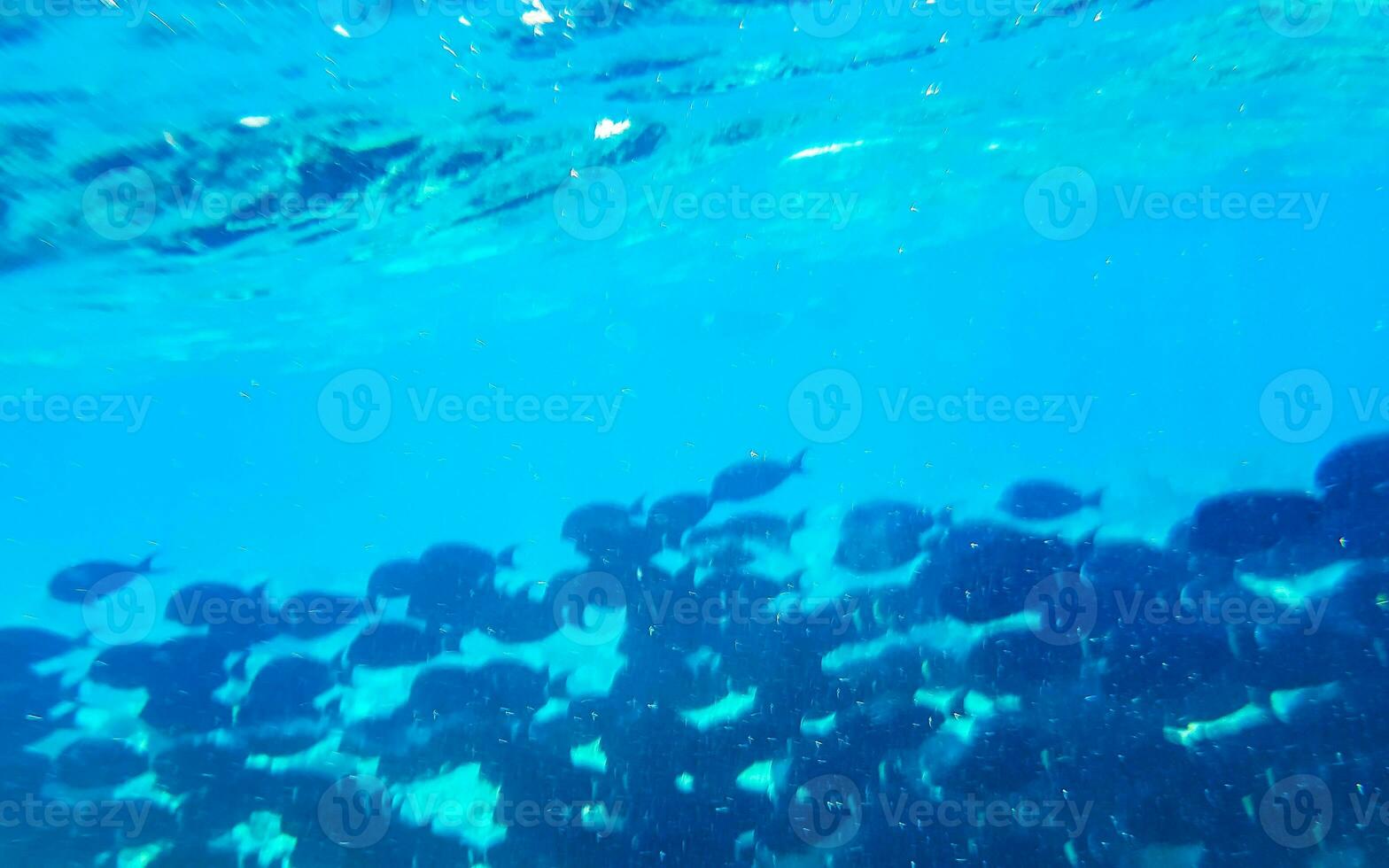 lo snorkeling subacqueo visualizzazioni pesce coralli turchese acqua rasdhoo isola Maldive. foto