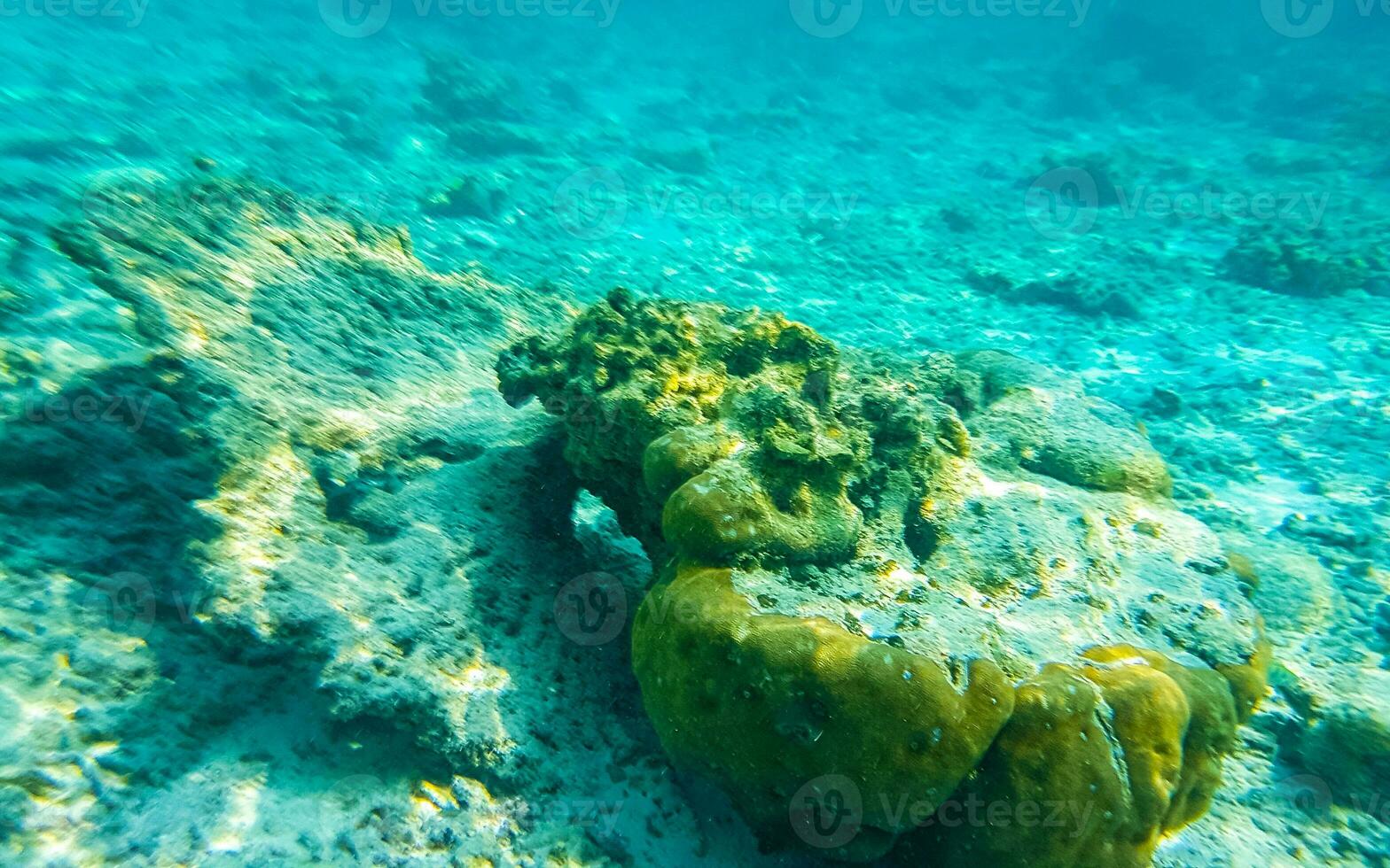 lo snorkeling subacqueo visualizzazioni pesce coralli turchese acqua rasdhoo isola Maldive. foto