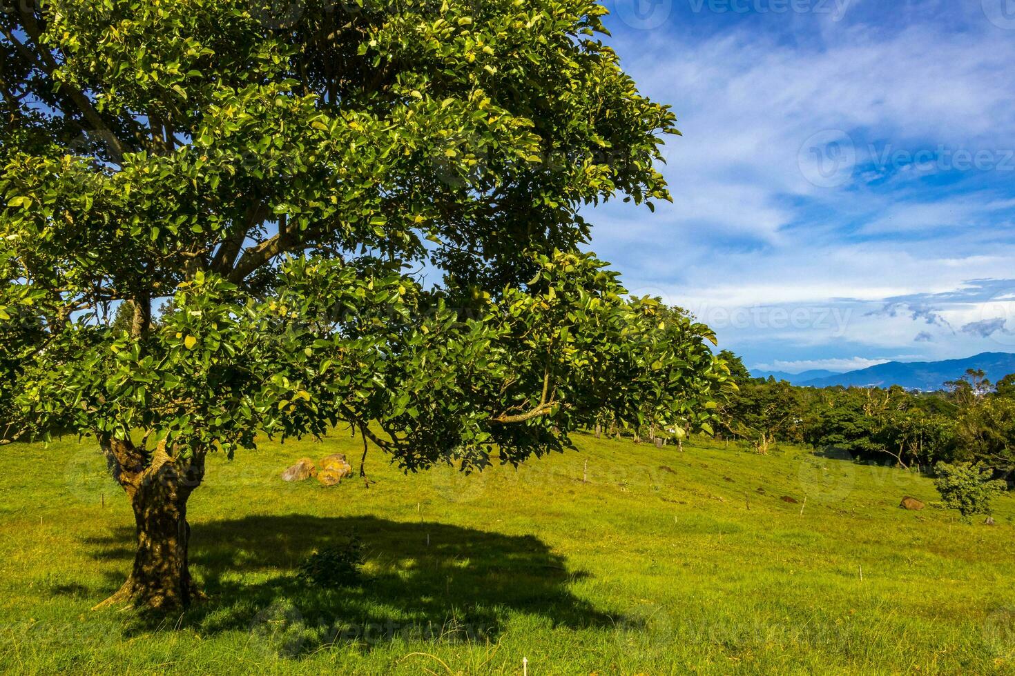 bellissimo montagna paesaggio città panorama foresta alberi natura costa rica. foto