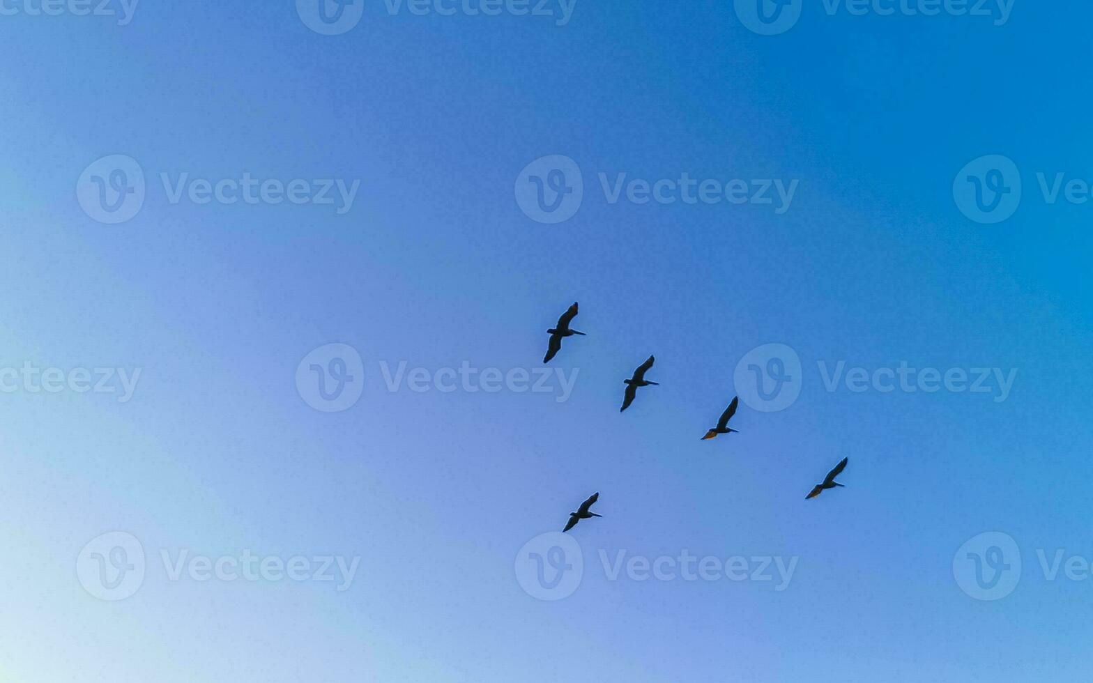 bellissimo pellicano uccello pellicani uccelli volante al di sopra di il mare Messico. foto