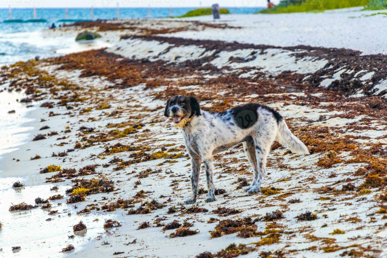 cane cani giocando in esecuzione a piedi lungo il spiaggia onde Messico. foto