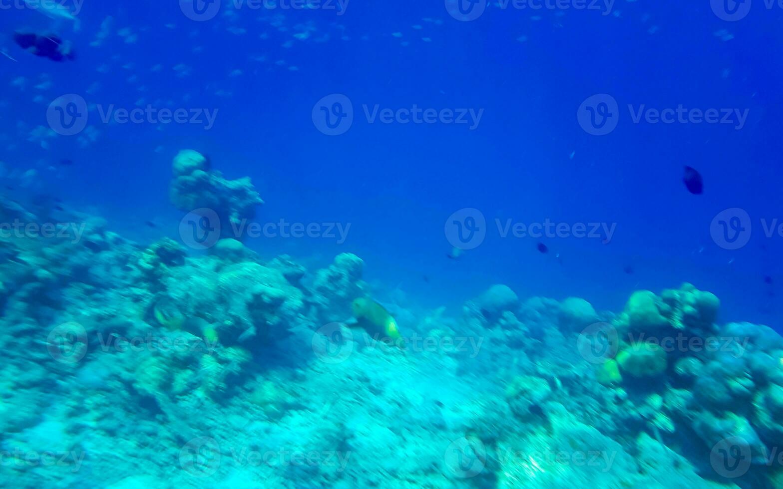 lo snorkeling subacqueo visualizzazioni pesce coralli turchese acqua rasdhoo isola Maldive. foto