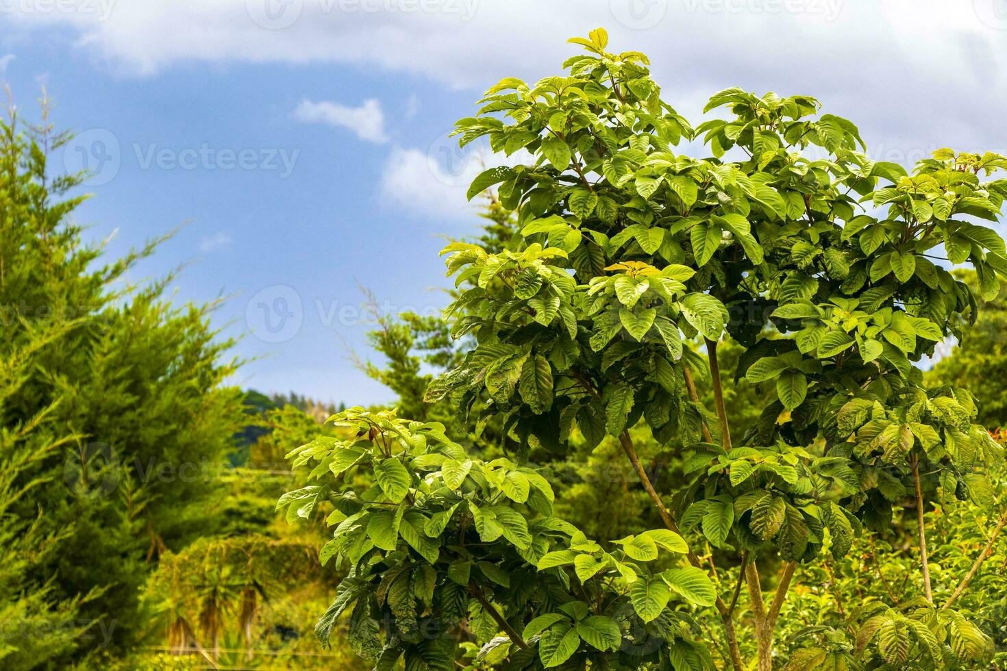 alto alberi abeti natura impianti montagne e foreste costa rica. foto