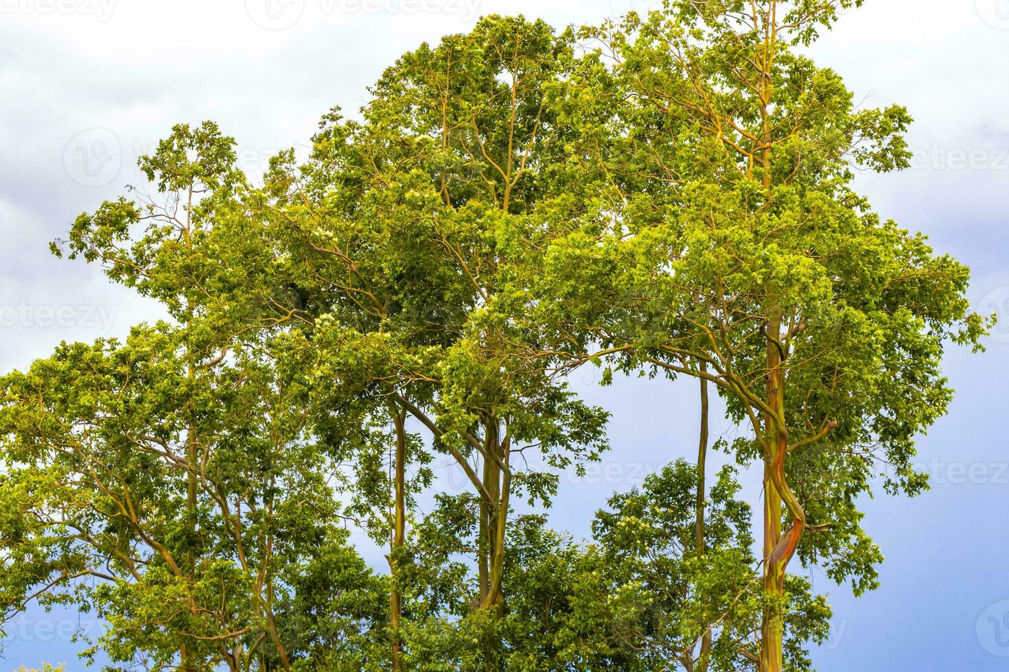 alto alberi abeti natura impianti montagne e foreste costa rica. foto