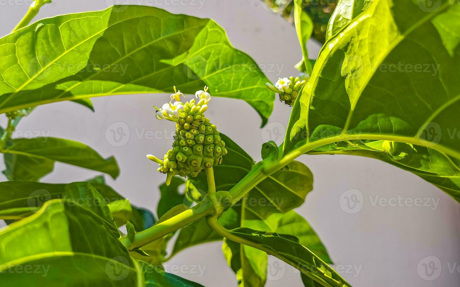 noni frutta morinda citrifolia con fiori popolare con le formiche messico. foto