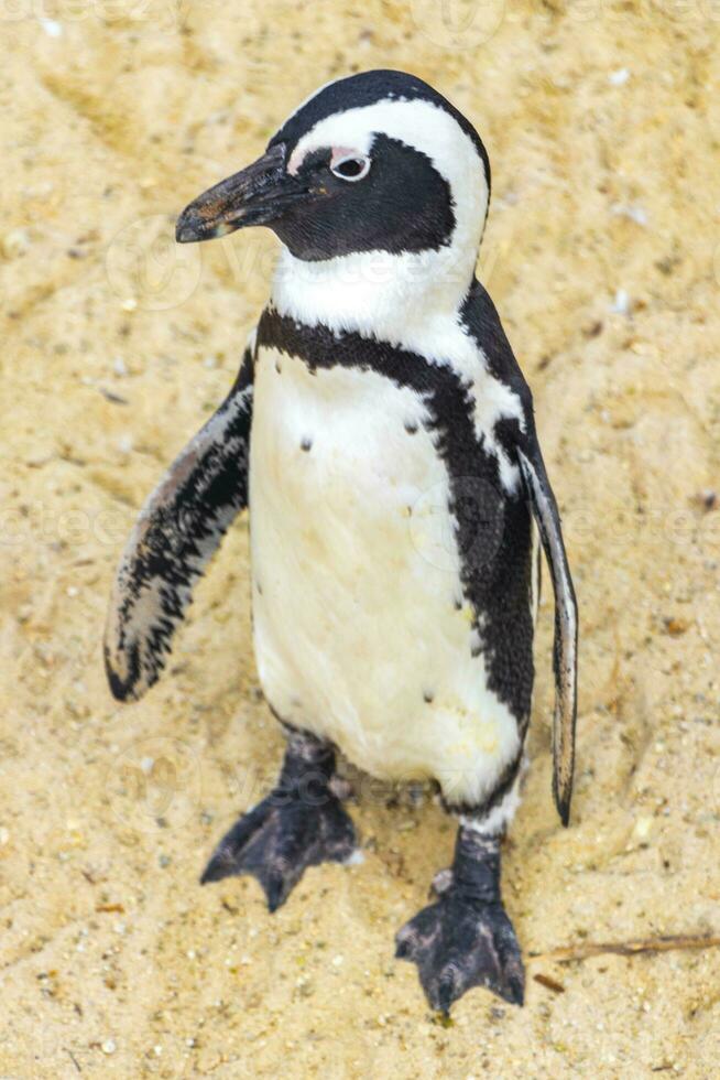 Sud africano pinguini colonia di dagli occhiali pinguini pinguino capo cittadina. foto