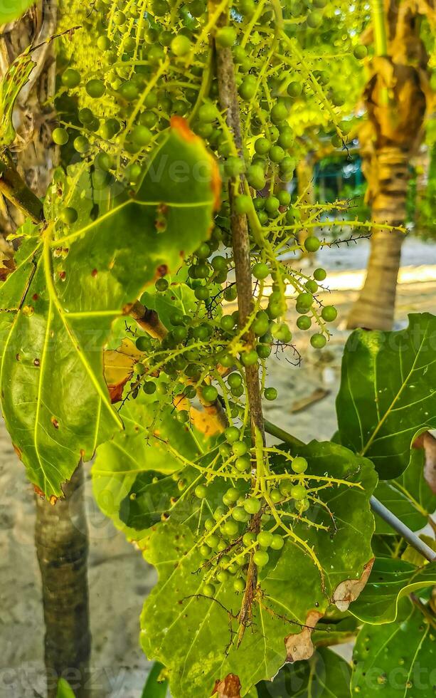 mare uva pianta albero con le foglie uva e semi Messico. foto