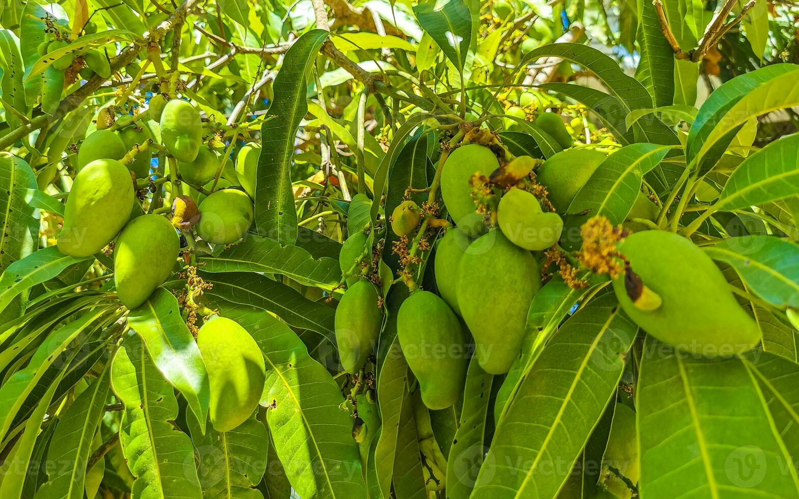 verde e giallo manghi maturare e appendere su Mango albero. foto