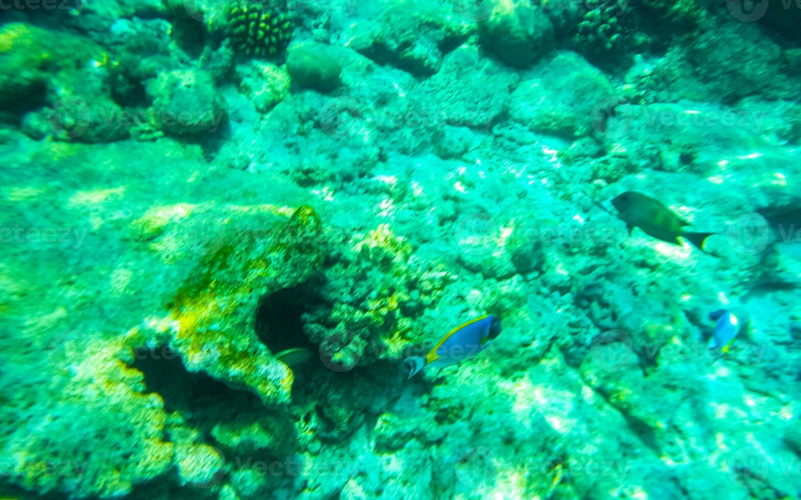 lo snorkeling subacqueo visualizzazioni pesce coralli turchese acqua rasdhoo isola Maldive. foto