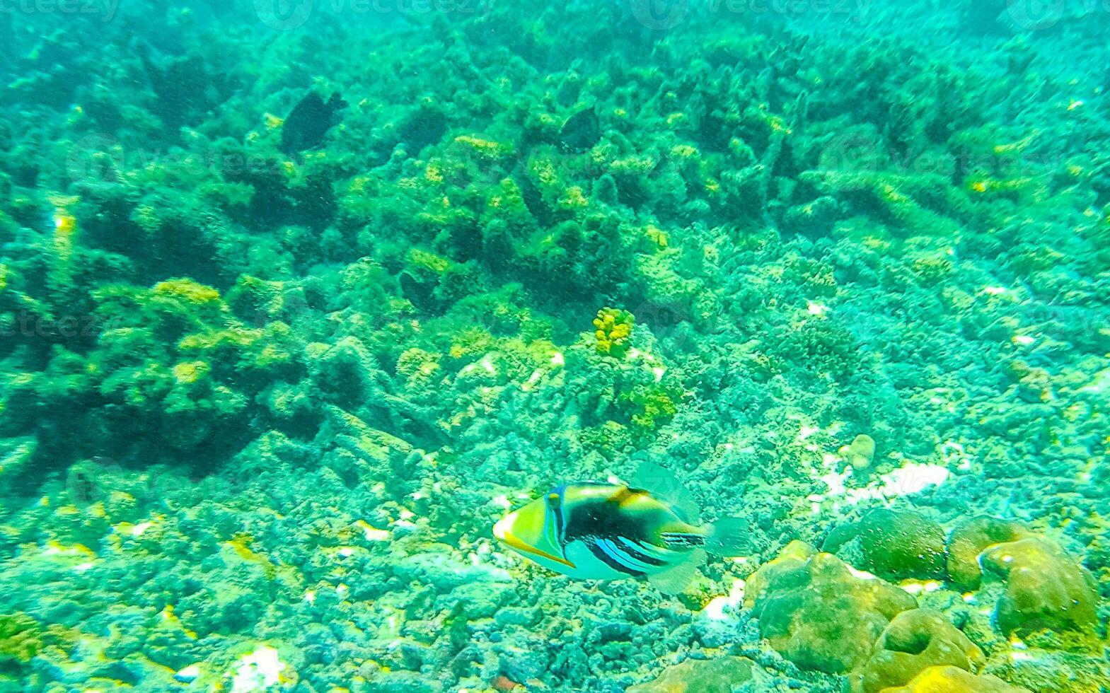 lo snorkeling subacqueo visualizzazioni pesce coralli turchese acqua rasdhoo isola Maldive. foto