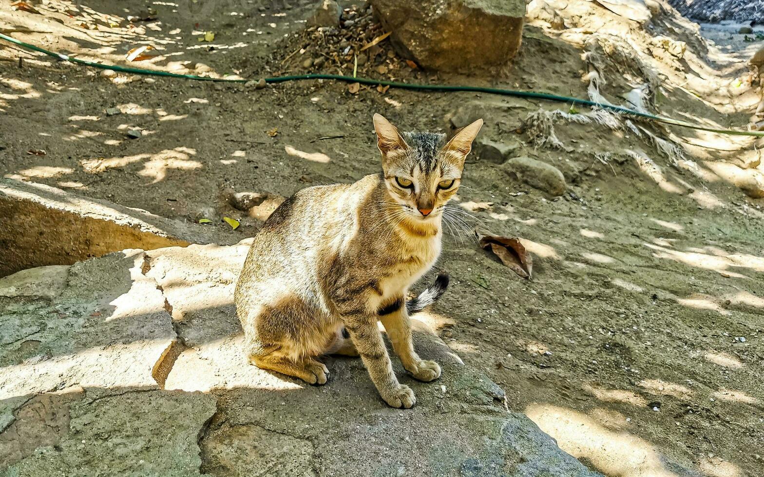 carino vagante gatto vivente al di fuori nel gratuito natura. foto