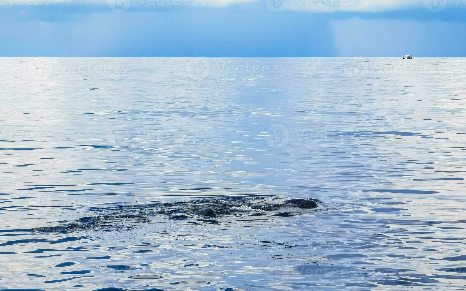 enorme balena squalo nuotate su il acqua superficie cancun Messico. foto