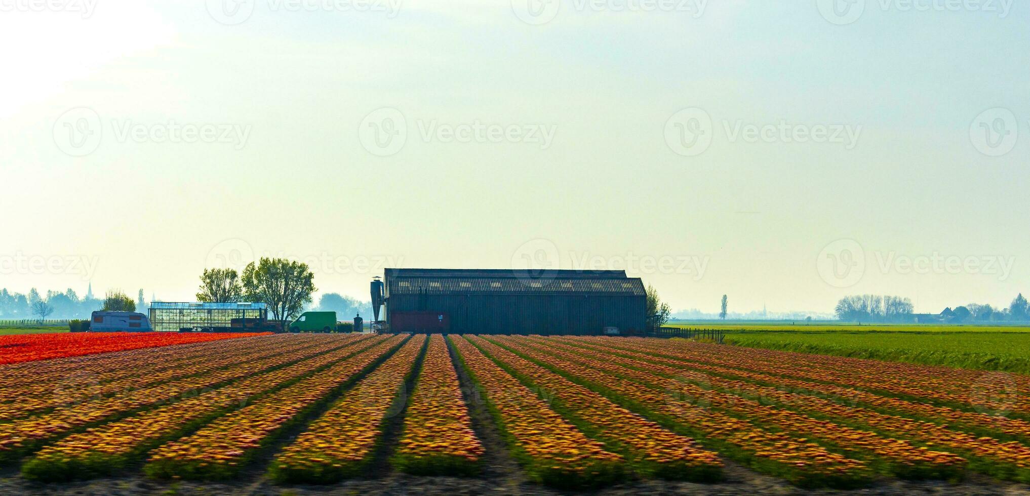 passaggio il colorato rosso giallo verde tulipano i campi Olanda Olanda. foto