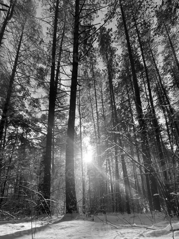 fotografia a tema foresta di neve invernale, bel tramonto luminoso foto