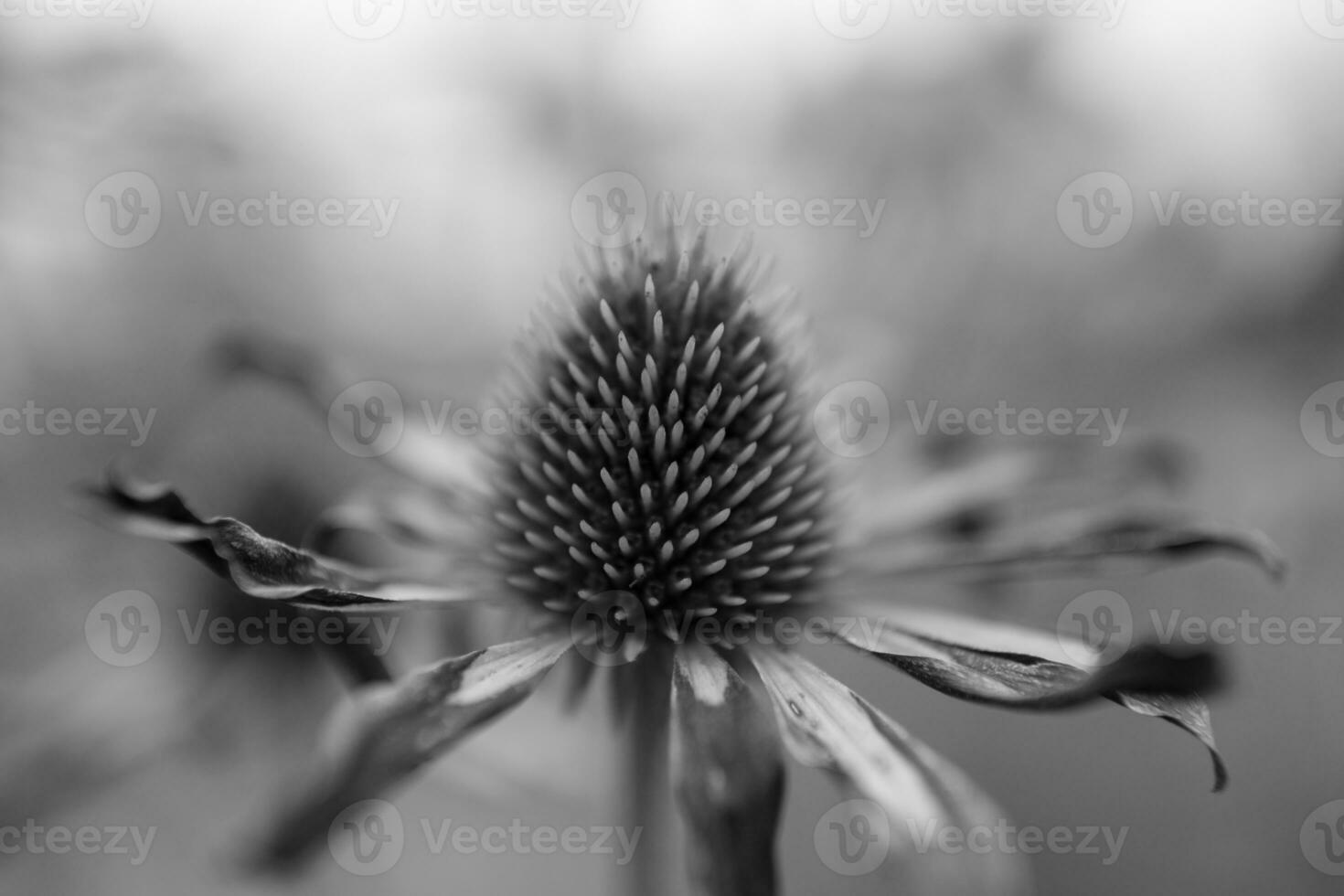 echinacea fiore in fiore con foglie foto