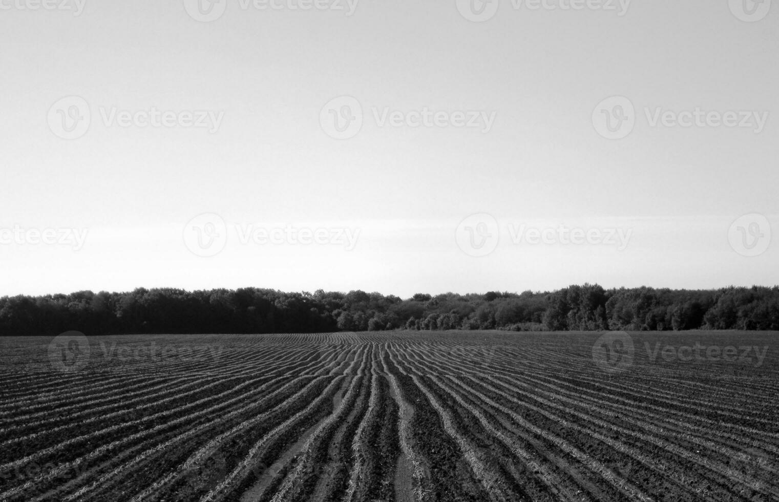 campo arato per la patata in terra marrone sulla natura aperta della campagna foto