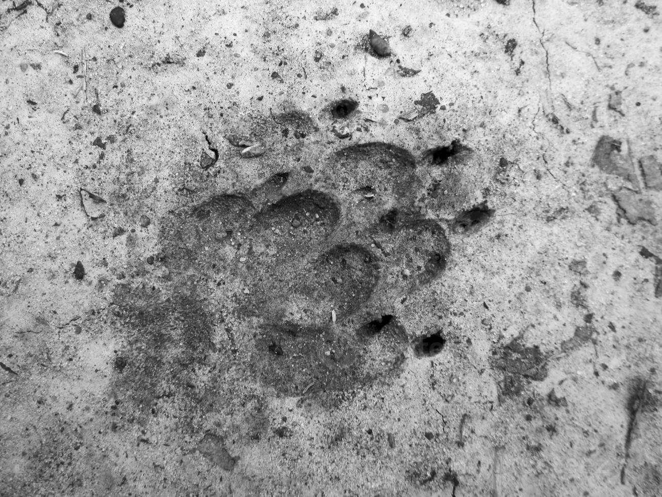 fotografia a tema grande impronta animale cane da vicino foto