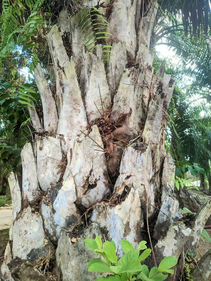 Basso angolo ritratto di un olio palma albero tronco foto