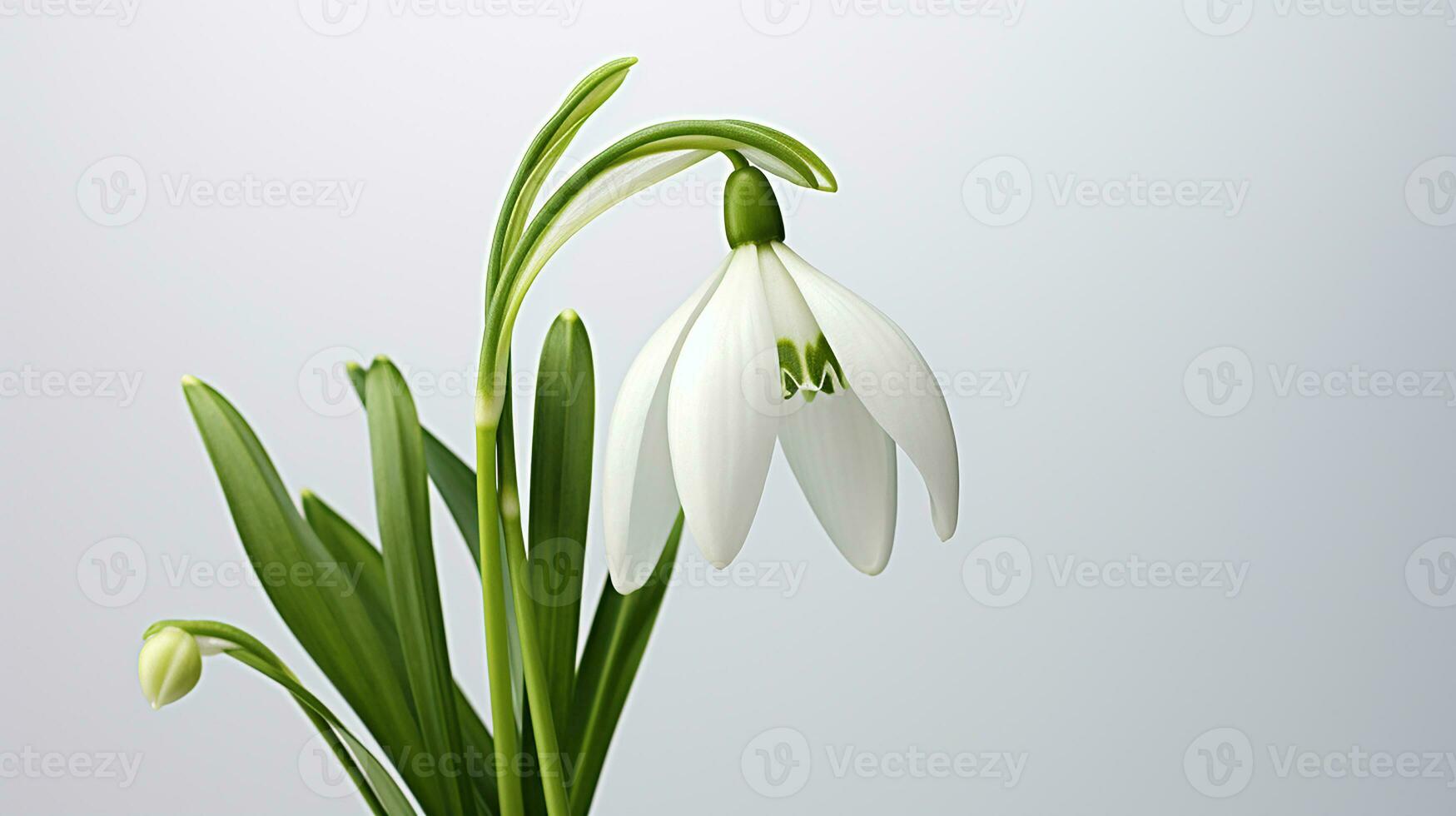 foto di bellissimo bucaneve fiore isolato su bianca sfondo. generativo ai