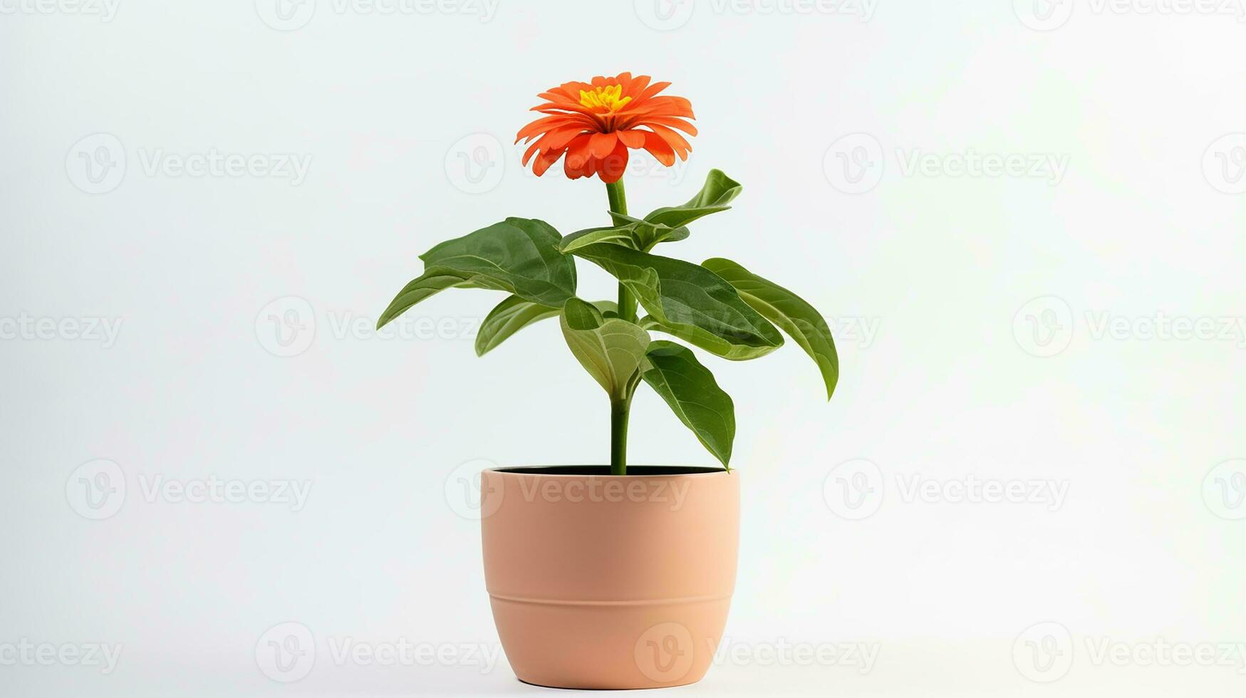 foto di zinnia fiore nel minimalista pentola isolato su bianca sfondo