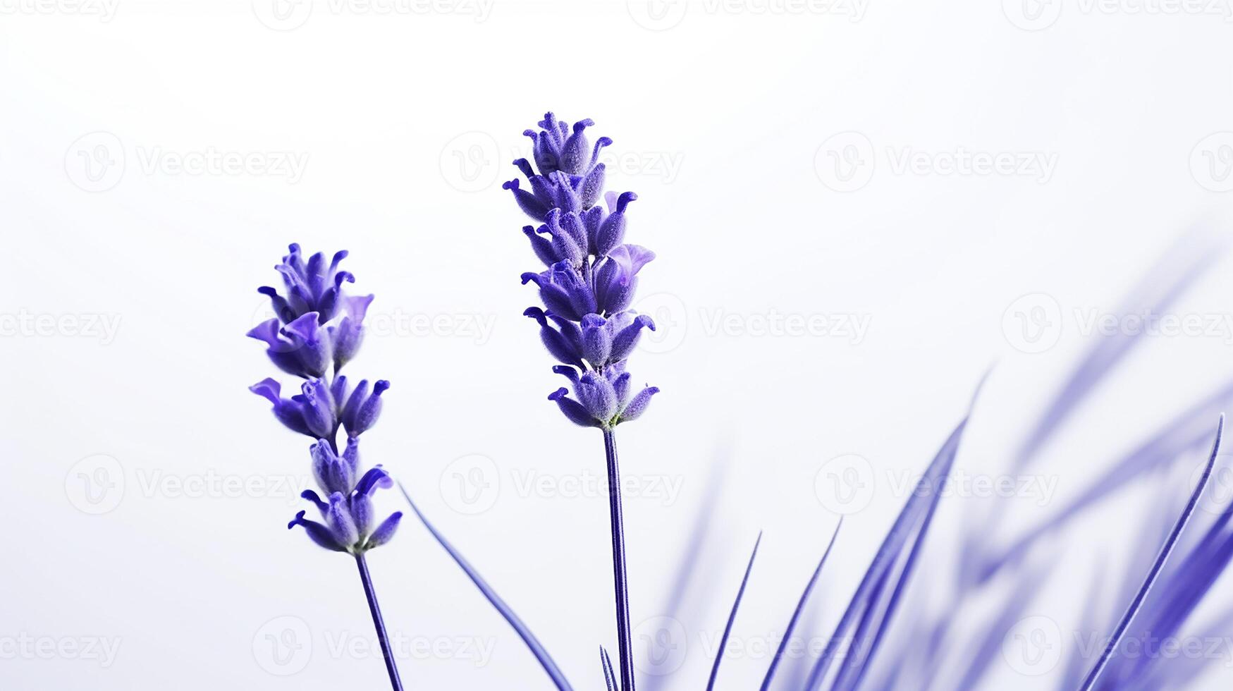 foto di bellissimo lavanda fiore isolato su bianca sfondo. generativo ai