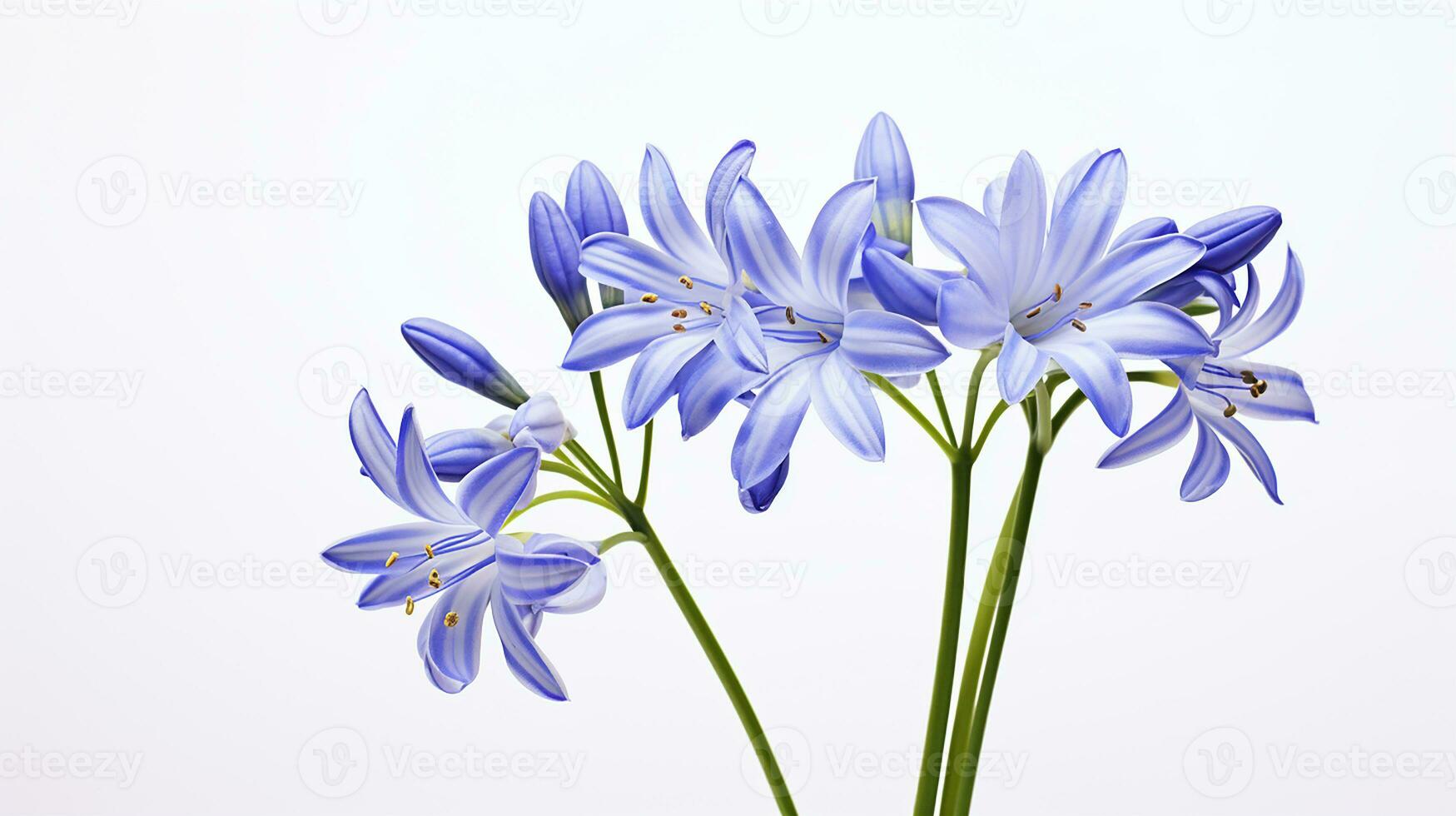 foto di bellissimo scilla fiore isolato su bianca sfondo. generativo ai