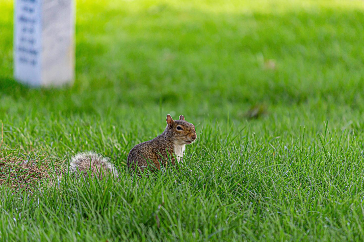 scoiattolo nel parco foto