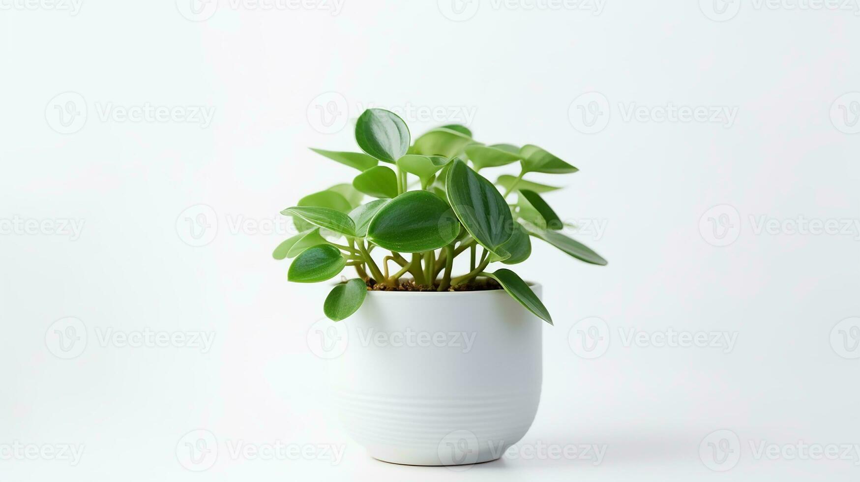 foto di peperomia fiore nel pentola isolato su bianca sfondo. generativo ai