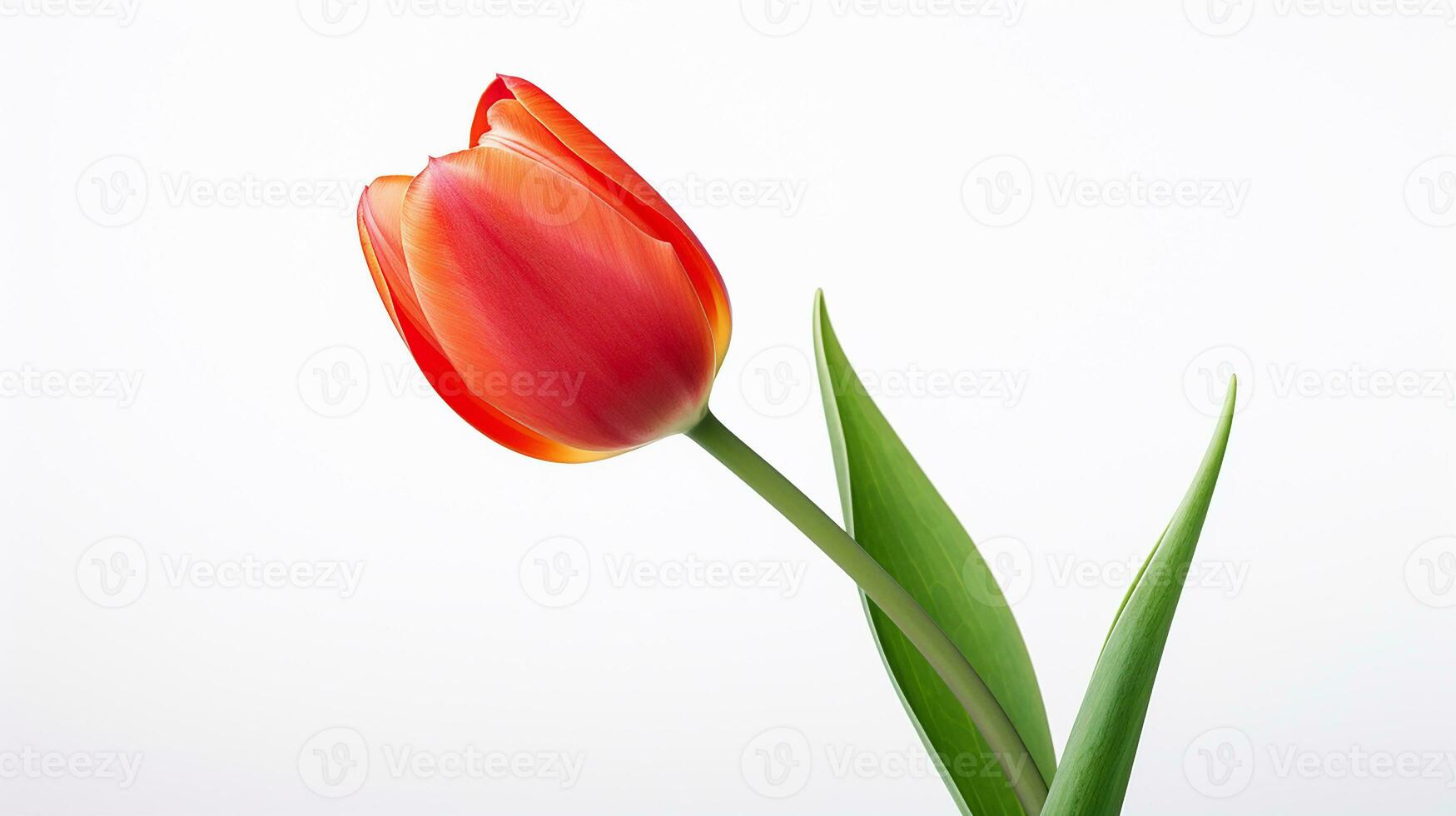 foto di bellissimo tulipano fiore isolato su bianca sfondo. generativo ai
