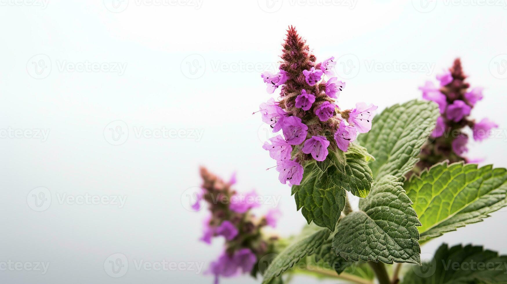 foto di bellissimo macchiato ortica morta fiore isolato su bianca sfondo. generativo ai