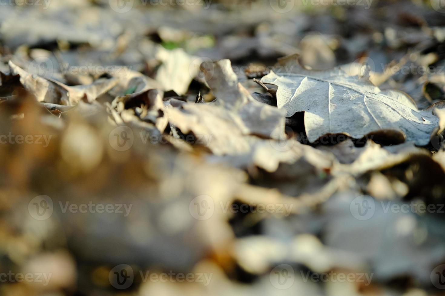 foglie cadute sul terreno primaverile foto
