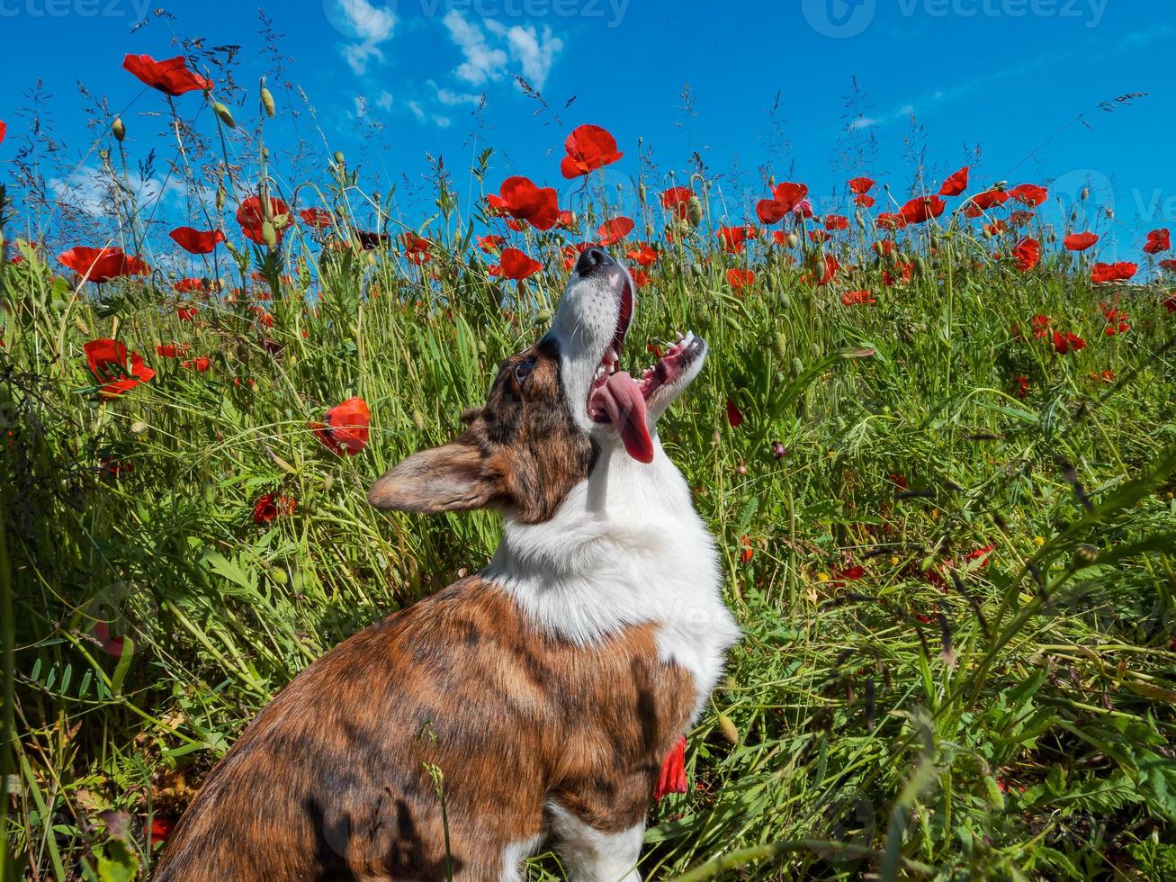 giovane welsh corgi cardigan cane nel campo di papaveri freschi. foto