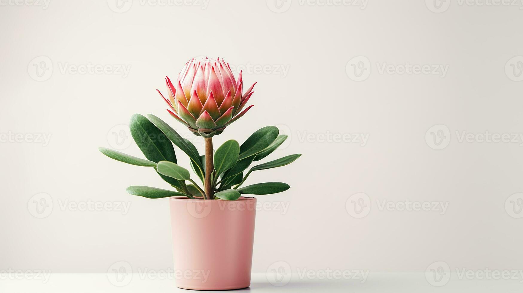 foto di protea fiore nel pentola isolato su bianca sfondo. generativo ai