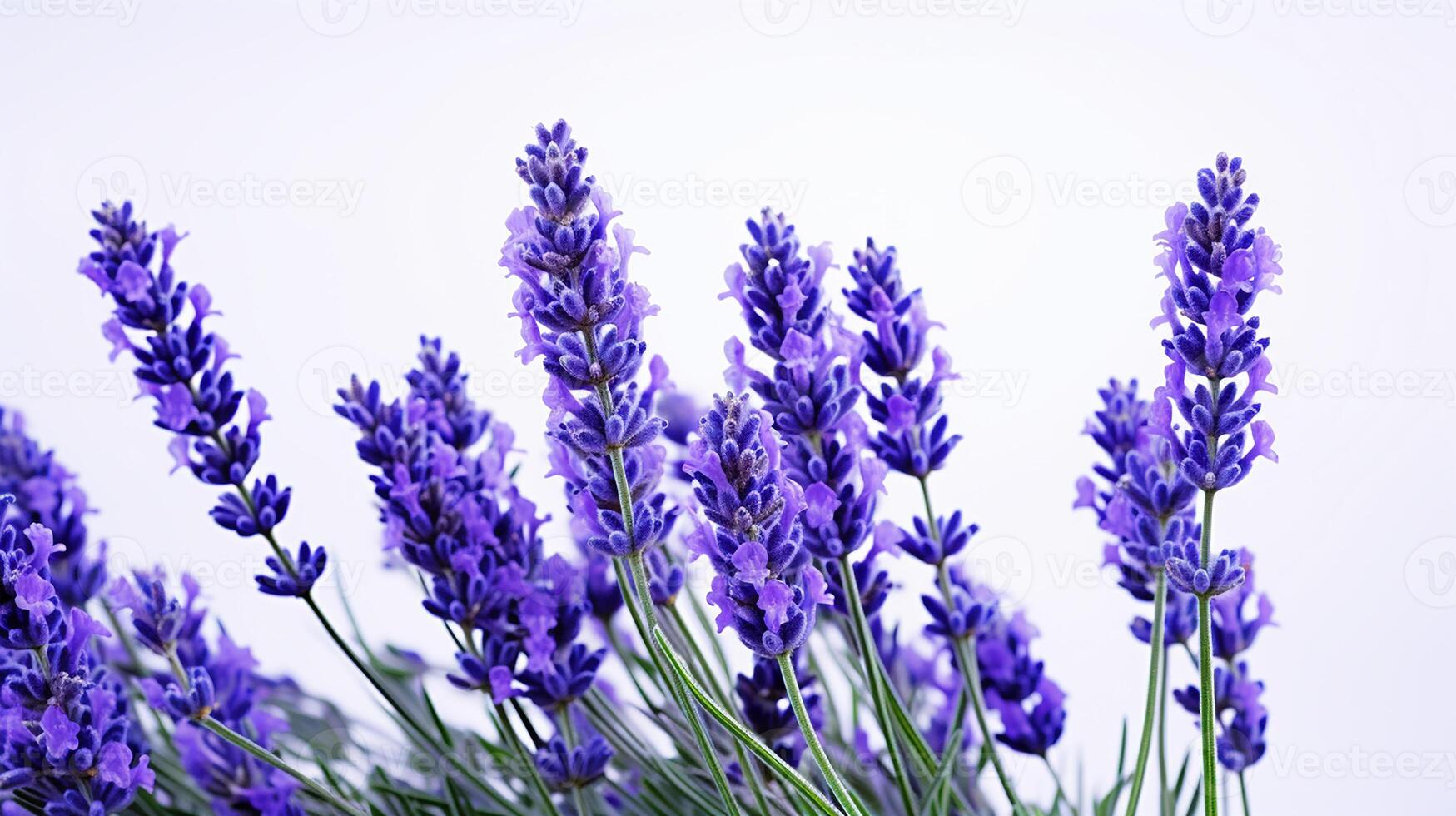 foto di bellissimo lavanda fiore isolato su bianca sfondo. generativo ai