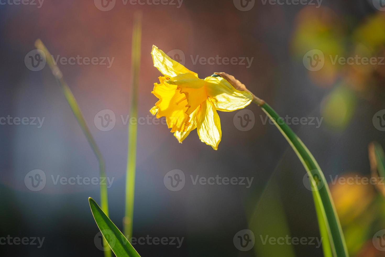 narcisi e tulipani sotto i raggi del sole al tramonto. città in fiore di strasburgo, primavera. foto