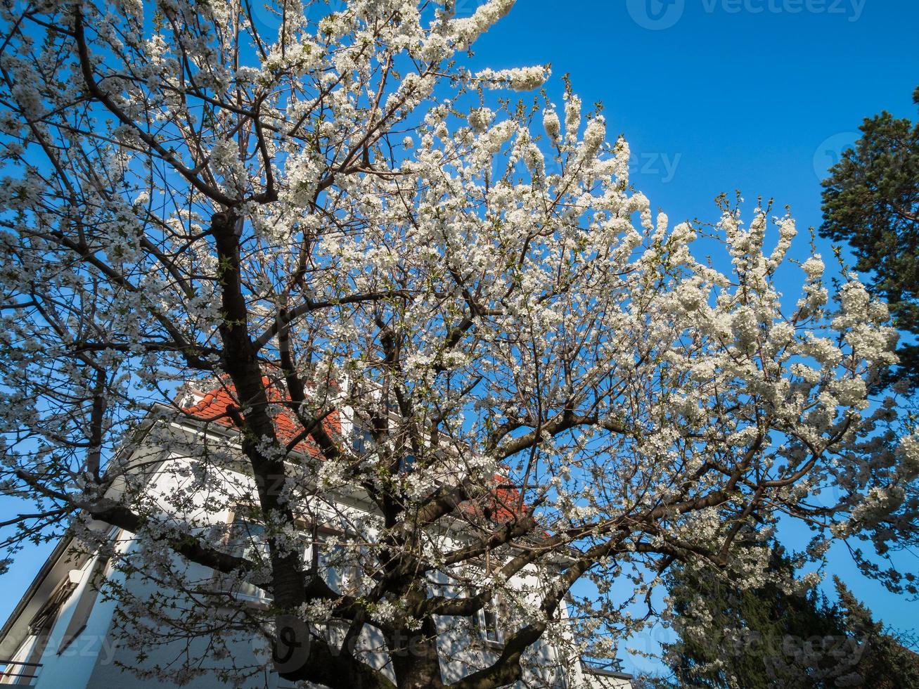 vecchie case in una zona residenziale di strasburgo. primavera, alberi in fiore. foto