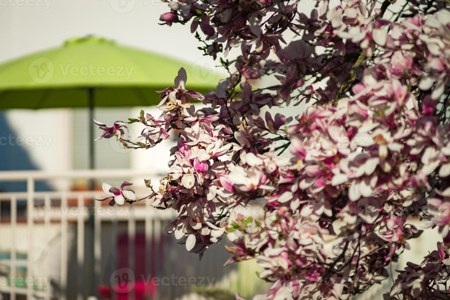 magnolie in fiore nei vecchi quartieri di strasburgo, primavera calda e soleggiata. foto