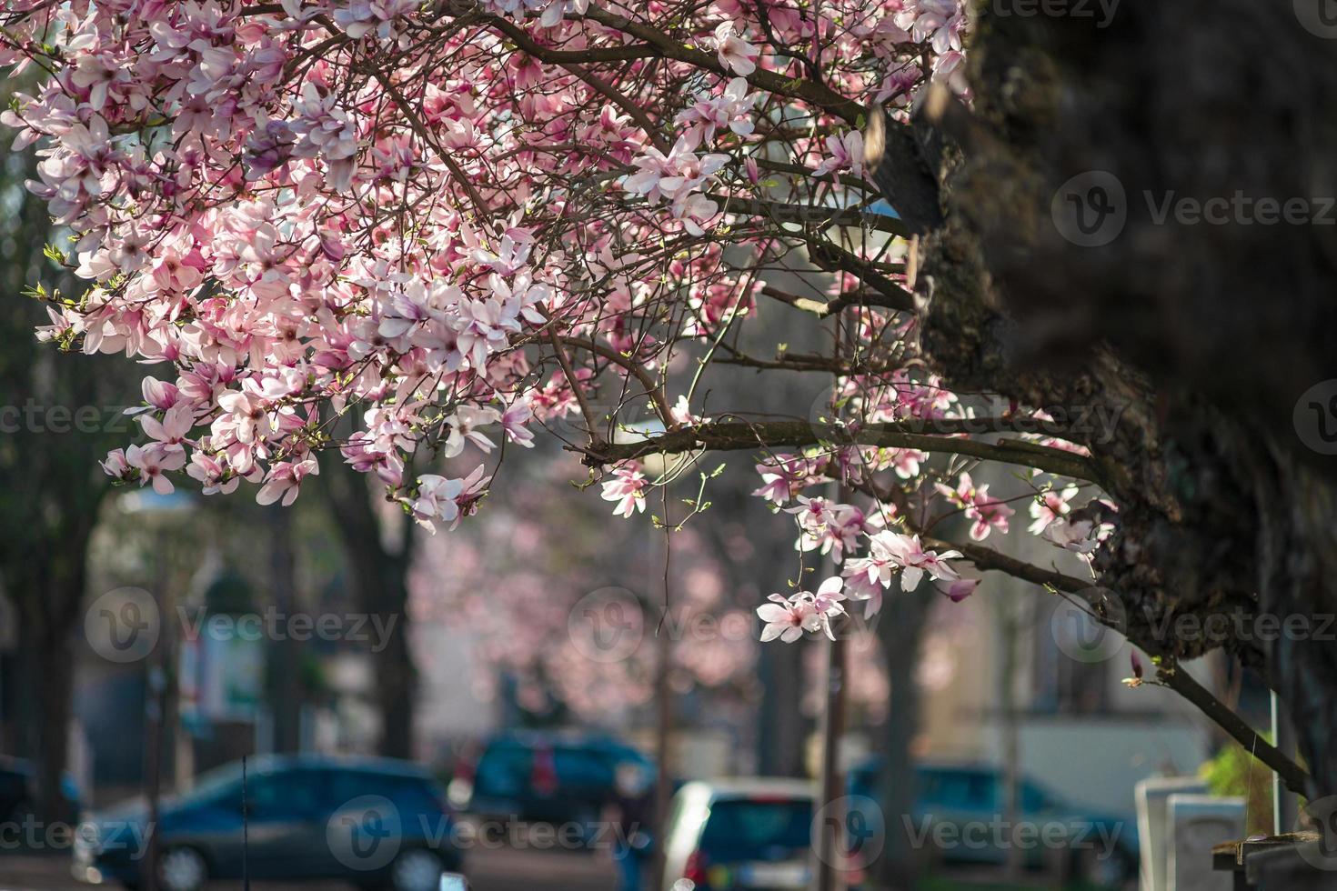 magnolie in fiore nei vecchi quartieri di strasburgo, primavera calda e soleggiata. foto